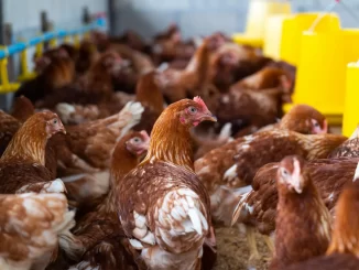 Uganda Revenue Authority Seizes Poultry, Animal Feeds Trucks Over Unpaid Taxes