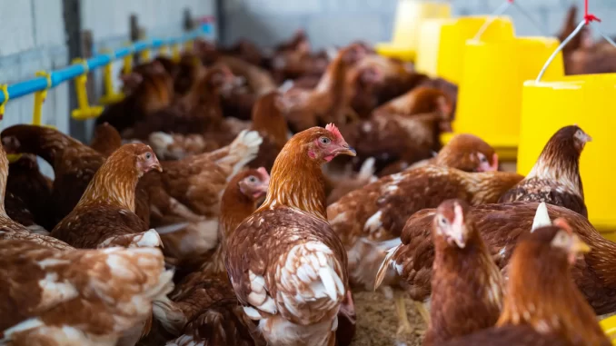 Uganda Revenue Authority Seizes Poultry, Animal Feeds Trucks Over Unpaid Taxes