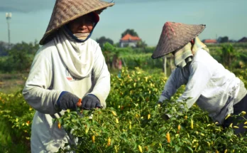Morocco Deepens Agricultural Tax Reforms to Boost Investment, Protect Small Farmers