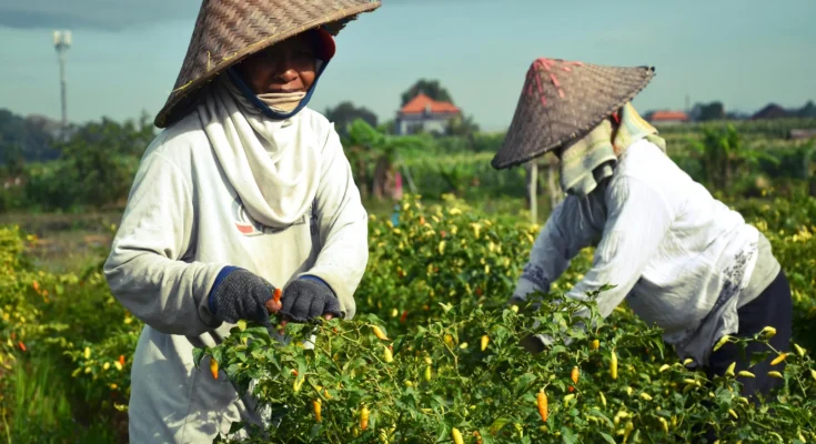 Morocco Deepens Agricultural Tax Reforms to Boost Investment, Protect Small Farmers